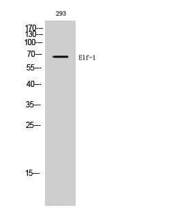 Elf-1 Polyclonal Antibody