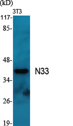 N33 Polyclonal Antibody