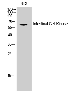 Intestinal Cell Kinase Polyclonal Antibody