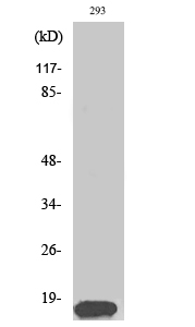 Histone H3 Polyclonal Antibody