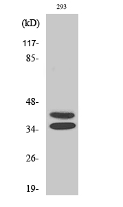 Pax-2 Polyclonal Antibody