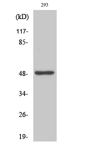 Neuro D2 Polyclonal Antibody