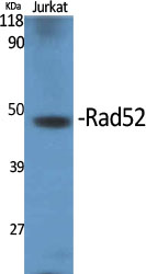 Rad52 Polyclonal Antibody