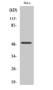 Egr-2 Polyclonal Antibody