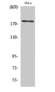 ErbB-3 Polyclonal Antibody