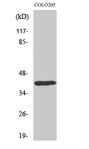 Dlx-4 Polyclonal Antibody