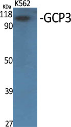GCP3 Polyclonal Antibody