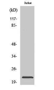 NTPase Polyclonal Antibody