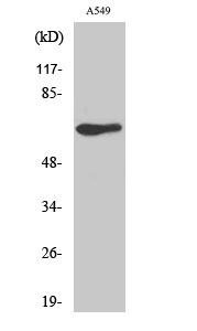 GPR50 Polyclonal Antibody