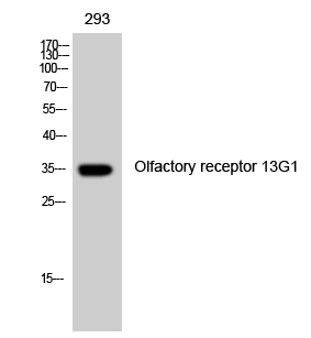 Olfactory receptor 13G1 Polyclonal Antibody