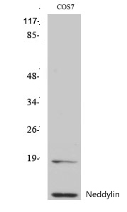 Neddylin Polyclonal Antibody