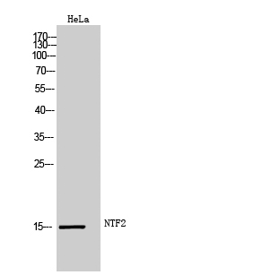 NTF2 Polyclonal Antibody