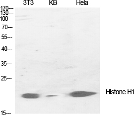 Histone H1 Polyclonal Antibody