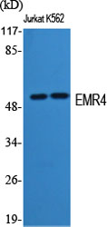 EMR4 Polyclonal Antibody