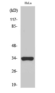 Olfactory receptor 52W1 Polyclonal Antibody