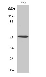 p53 Polyclonal Antibody