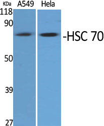 HSC 70 Polyclonal Antibody