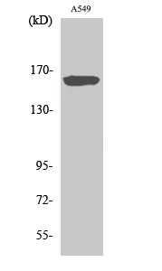 NOS1 Polyclonal Antibody