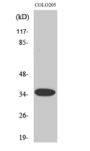 Olfactory receptor 1A1 Polyclonal Antibody