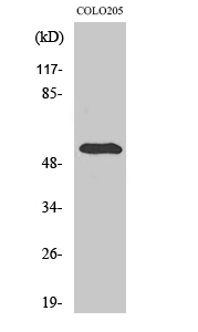 pHyde Polyclonal Antibody