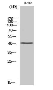 Neurotrimin Polyclonal Antibody