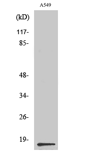 PGE synthase Polyclonal Antibody