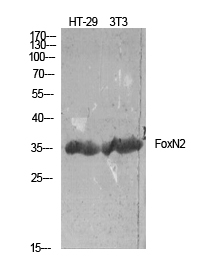 FoxN2 Polyclonal Antibody