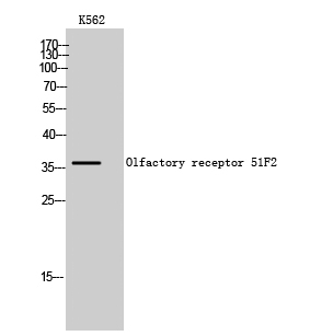 Olfactory receptor 51F2 Polyclonal Antibody