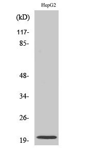 Neuromedin-U Polyclonal Antibody