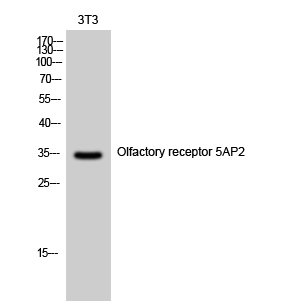 Olfactory receptor 5AP2 Polyclonal Antibody