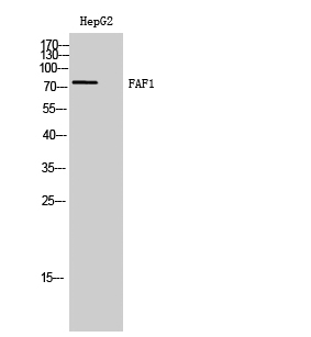 FAF1 Polyclonal Antibody