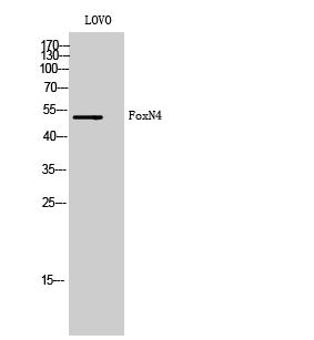 FoxN4 Polyclonal Antibody