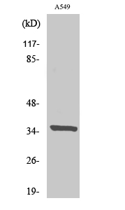 Peroxin 2 Polyclonal Antibody