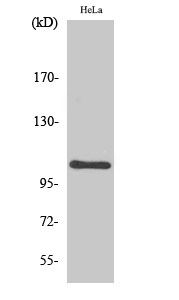 NFκB-p105 Polyclonal Antibody