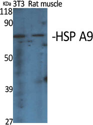 HSP A9 Polyclonal Antibody