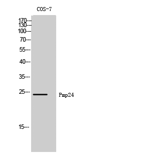 Pmp24 Polyclonal Antibody