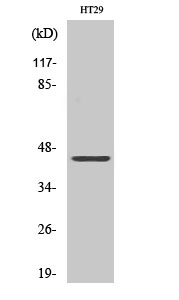 DPF2 Polyclonal Antibody
