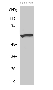 Myotubularin Polyclonal Antibody