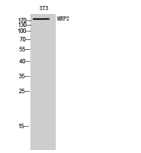 MRP2 Polyclonal Antibody