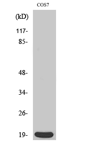 Op18 Polyclonal Antibody