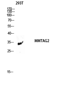 MMTAG2 Polyclonal Antibody