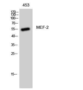 MEF-2 Polyclonal Antibody