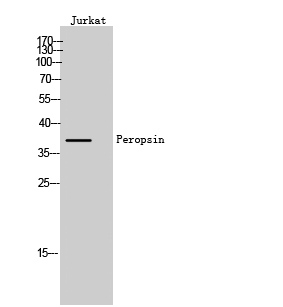 Peropsin Polyclonal Antibody