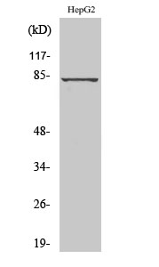 GRK 3 Polyclonal Antibody