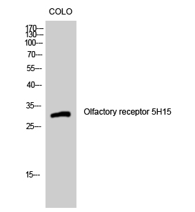 Olfactory receptor 5H15 Polyclonal Antibody