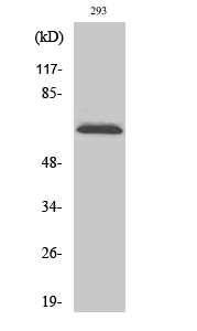 p70 S6 kinase α Polyclonal Antibody