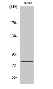 Rad17 Polyclonal Antibody