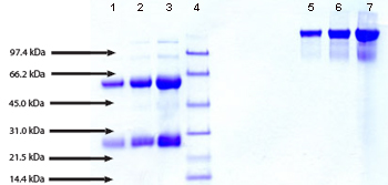 Recombinant Human L-Lactate Dehydrogenase A Chain/LDH-A/PIG19