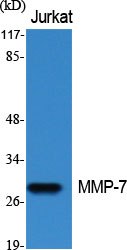 MMP-7 Polyclonal Antibody