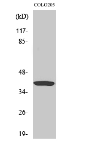 Gα t1 Polyclonal Antibody